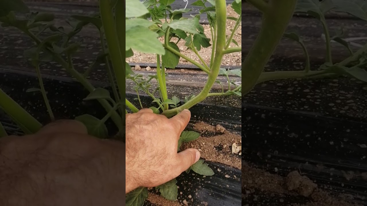 Wormy ile beslenen domateste 20 günlük kök gelişimi