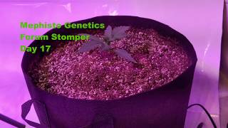 Mephisto Genetics Forum Stomper - Day 17