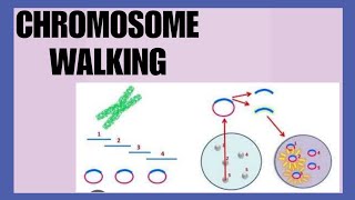 CHROMOSOME WALKING@SAM BIOLOGY 🧫 CLASS.