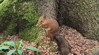 Squirrel eats pine cone very neatly