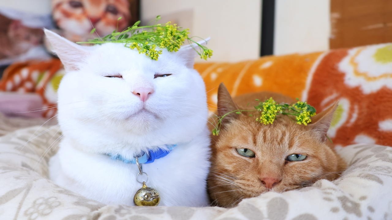 いぬなずな のせ猫 2026 260511 - YouTube