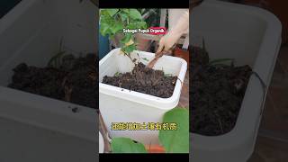 Beginilah proses pembuatan kompos dari sisa sampah makanan...