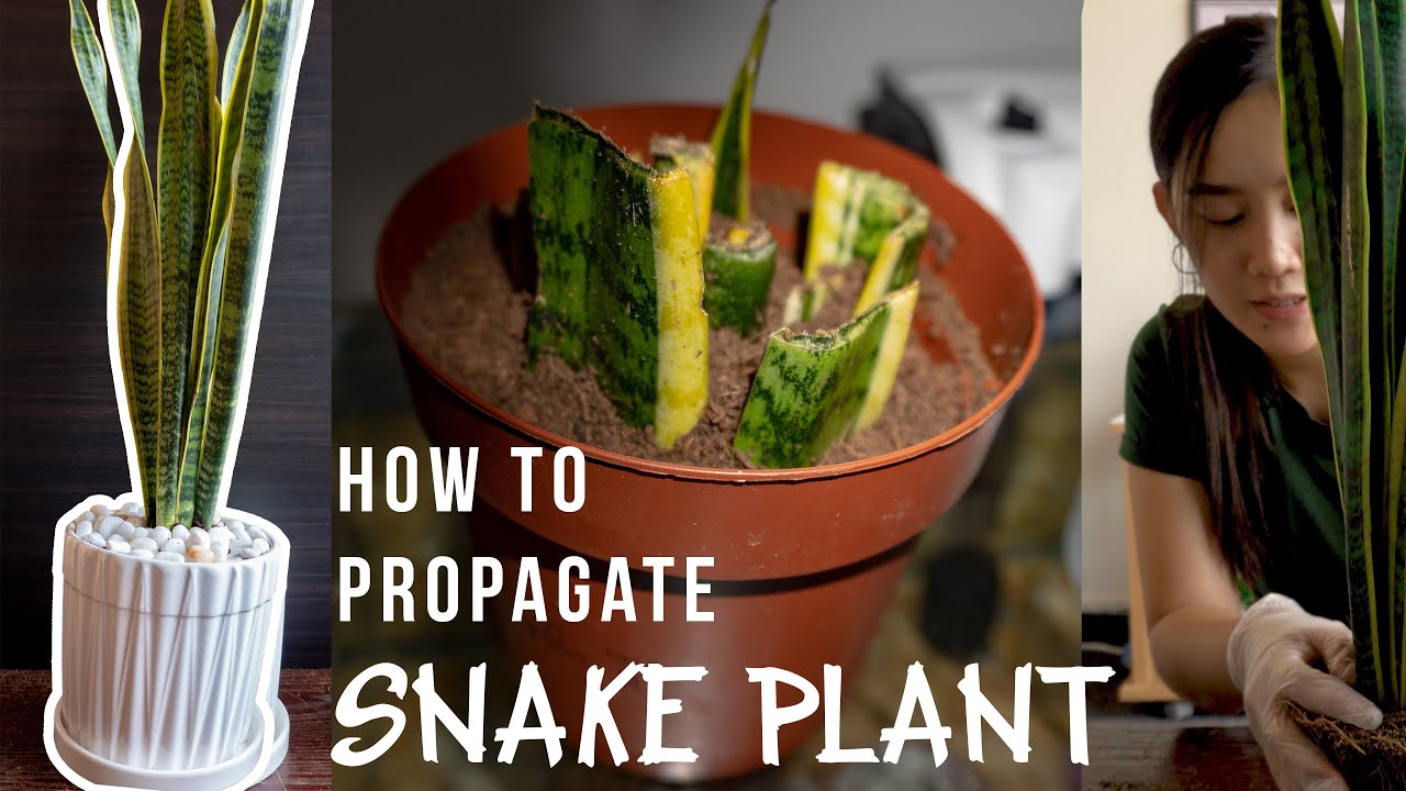 How to Propagate and Repot SNAKE PLANT! For Business YouTube