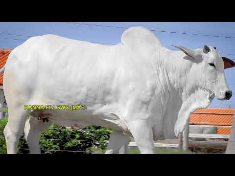 LOTE 03   BALLENA FIV GDA   NGDA 43 zap