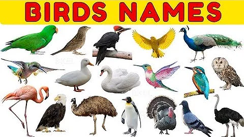 Birds for Kids | Beautiful Bird Names for Kids | All about Birds for Children 🐦