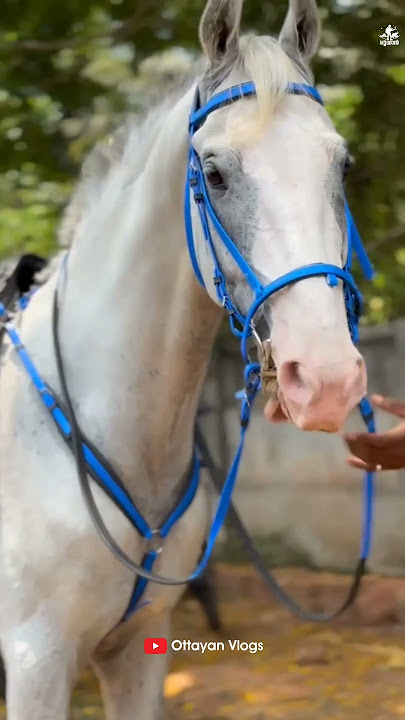 മലപ്പുറത്തിന്റെ സുൽത്താൻ 🥳🥳 I ഹോർസ് racing #horseriding #horserace