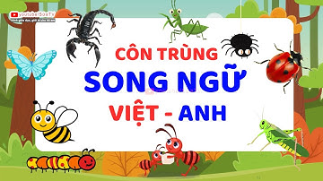 CÁC LOÀI CÔN TRÙNG SONG NGỮ ANH VIỆT | ĐỘNG VẬT CÔN TRÙNG SONG NGỮ | SỨA  TV