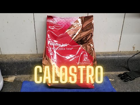 Calostro en polvo
