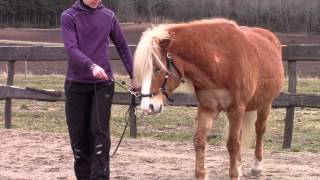 Straightness Training Groundwork TS 1 Agnes Andresen og Toova 28/3-2015