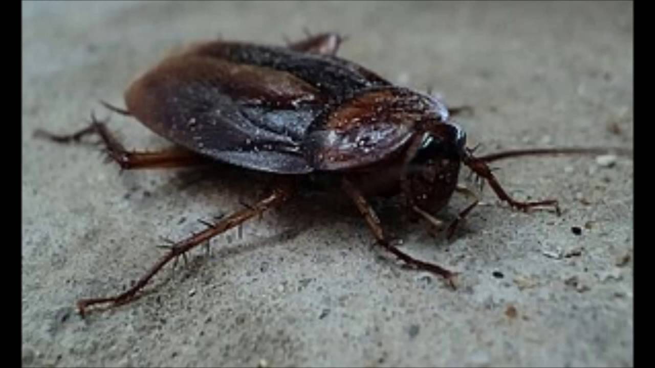 ゴキブリは頭部お破壊されても死なない Youtube