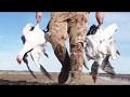 Arkansas Snow Geese Hunting 2020