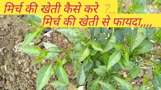 मिर्च की खेती कैसे करें,||mirch ki kheti kaise kare,||#Farmarnumber1#diteshroy