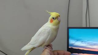 Java's got Talent! - Java's Singing Moment - Java and Pico Vlog - Java, Pico, Angel, Cookie, Alby