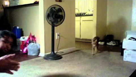 Watch the video about F3 Chausie