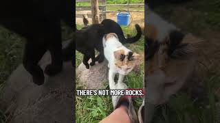 Three Cats & a Rock #cutecat #cats #funnycats #catvideos @spinkelly