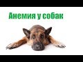 Анемия У Собак & Лечение И Профилактика Анемии У Собаки. Ветклиника Био-Вет