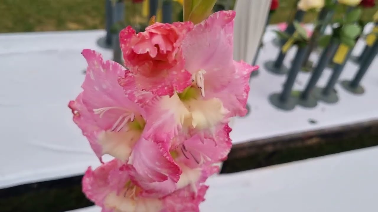 Rose and Gladiolus Show CSIR NBRI Lucknow Part I