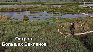 Остров больших бакланов