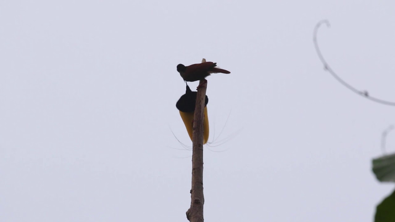 Twelve Wired Bird-of-Paradise Mating by Sultan Birding 