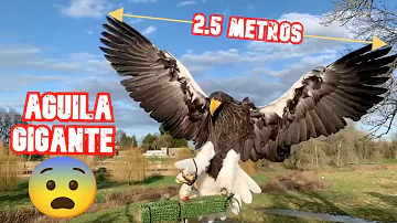 ¿Quién es el águila más fuerte?