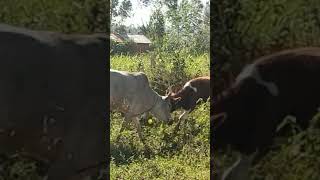 #funnyvideo #bullfight #animals #farming #climatechange #trending #shorts