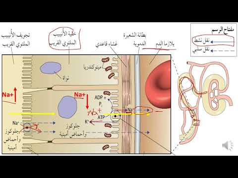 آلية عمل الكلية الترشيح الفائق وإعادة الامتصاص الانتقائي
