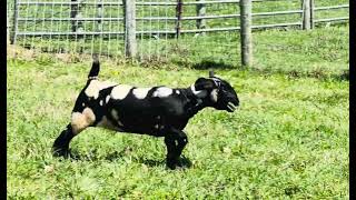 Lot 23 RaeLynn Bluegrass 