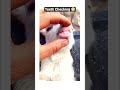 Teeth Checking 😁 #goats #animals #funnyanimals #pets