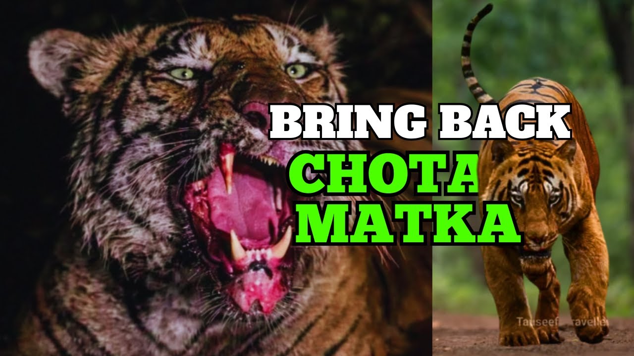 BRING BACK CHOTA MATKA