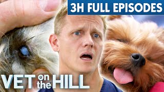 3 Hours of Full Episodes  Vet On The Hill The Entire Season 3 Part 4 | Bondi Vet Compilation