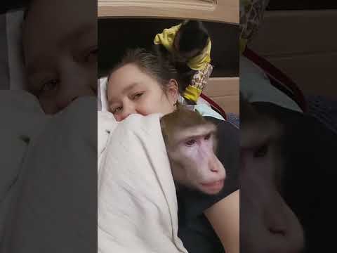 кайфую мне так хорошо #babyanimals #обезьяна #animals #животные #monkey питомцы #shorts #shortvideo