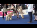 Irish Soft Coated Wheaten Terrier  World Dog Show 16 05 2013 Male comparison