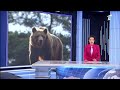 Редкие кадры скрытного обитателя казахстанских гор сняли сотрудники Алматинского заповедника