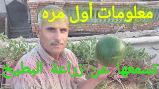 معلومات في منتهى الأهمية عن زراعة البطيخ لجميع المزارعين