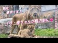 今日も会えた!開園後も帰らないイオとライオンの赤ちゃんに遭遇!リキ怯えるvol.133@旭山動物園/I encountered lion babies who don’t go home today