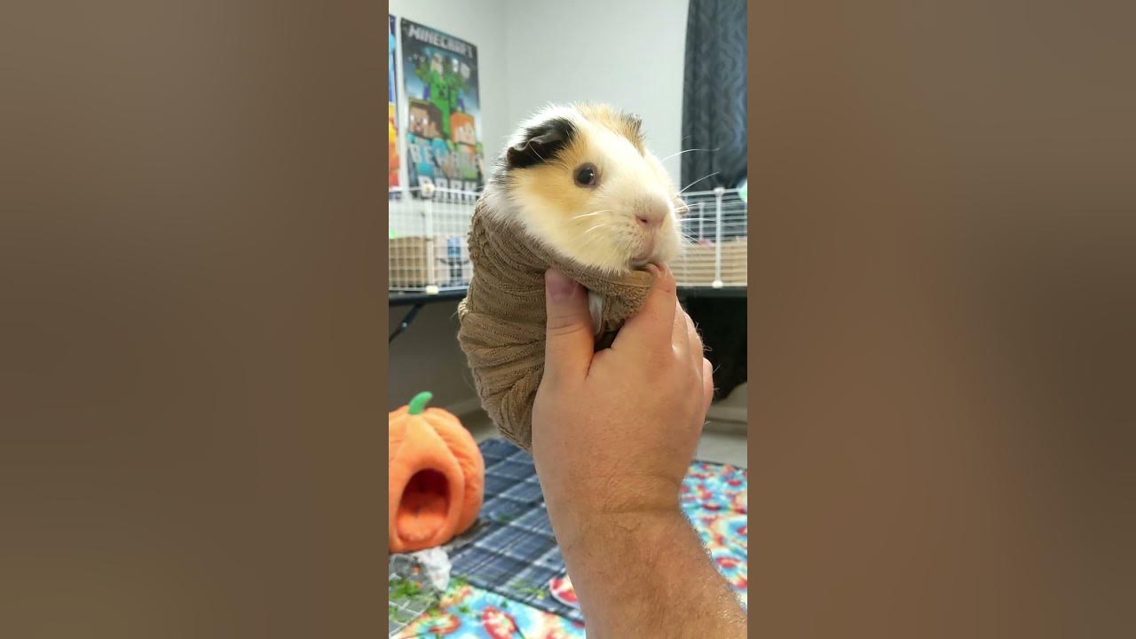guinea pig burrito YouTube