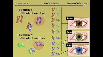 ¿Cómo se transmite el color de los ojos?