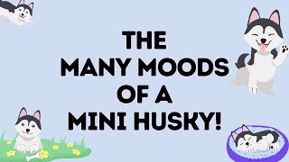 Alaskan Klee Kai Facts / Moods that will make you want one!  #husky #alaskankleekai