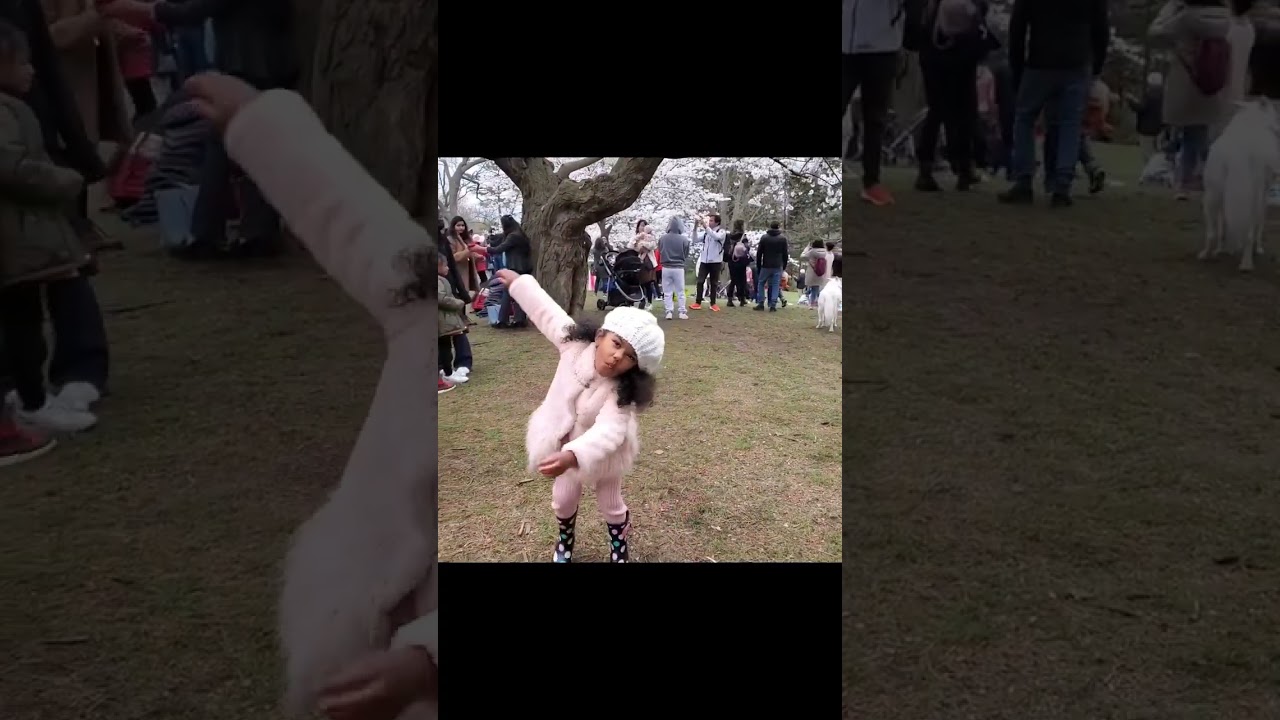 Cherry Blossom, High Park, Toronto. 
