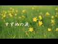 すずめの涙 桂銀淑 すずめの涙 桂銀淑