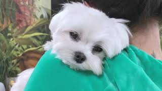 3 REASONS WHY TO GET A MALTESE PUPPY