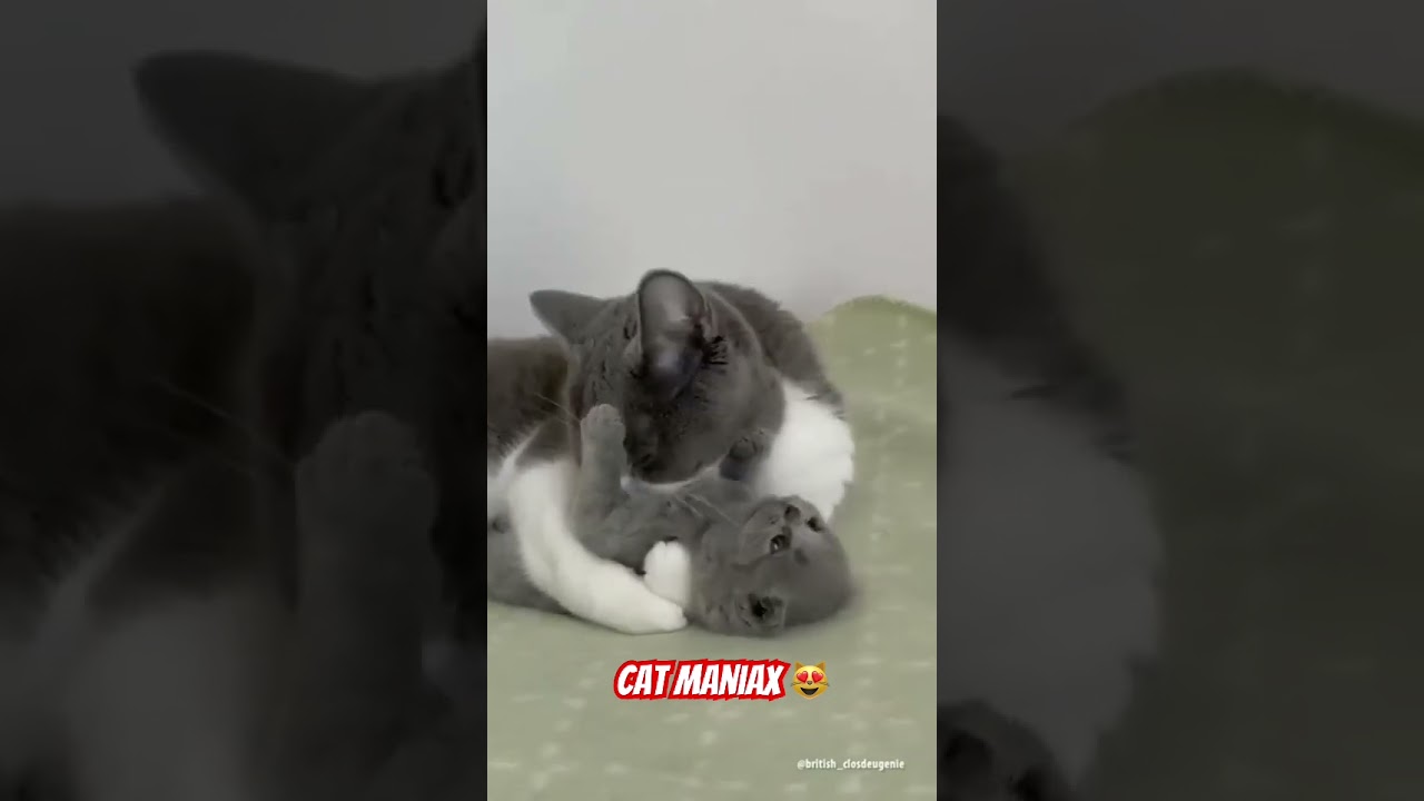Cat Maniax 😻 Love to kitten 