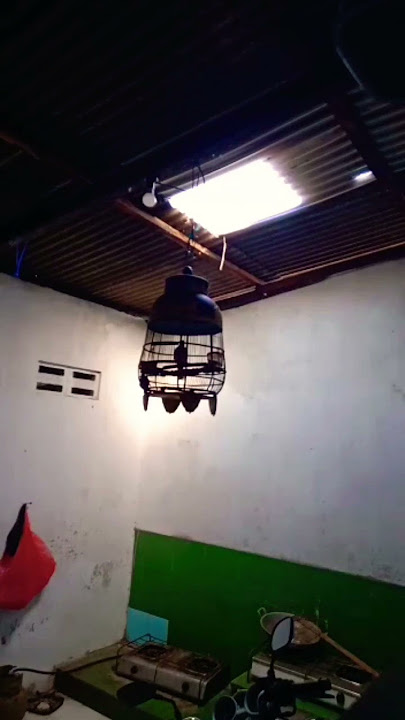 perkutut lokal suara langkah,,, baru 1 ini yang saya punya