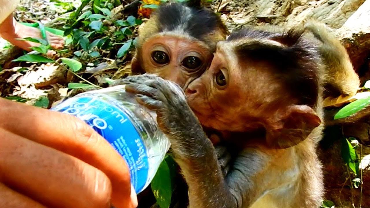 supplying the assassins God Bless All Lovely Baby Monkeys Thirsty, Coming Faster For Water, Living Without Water supplying