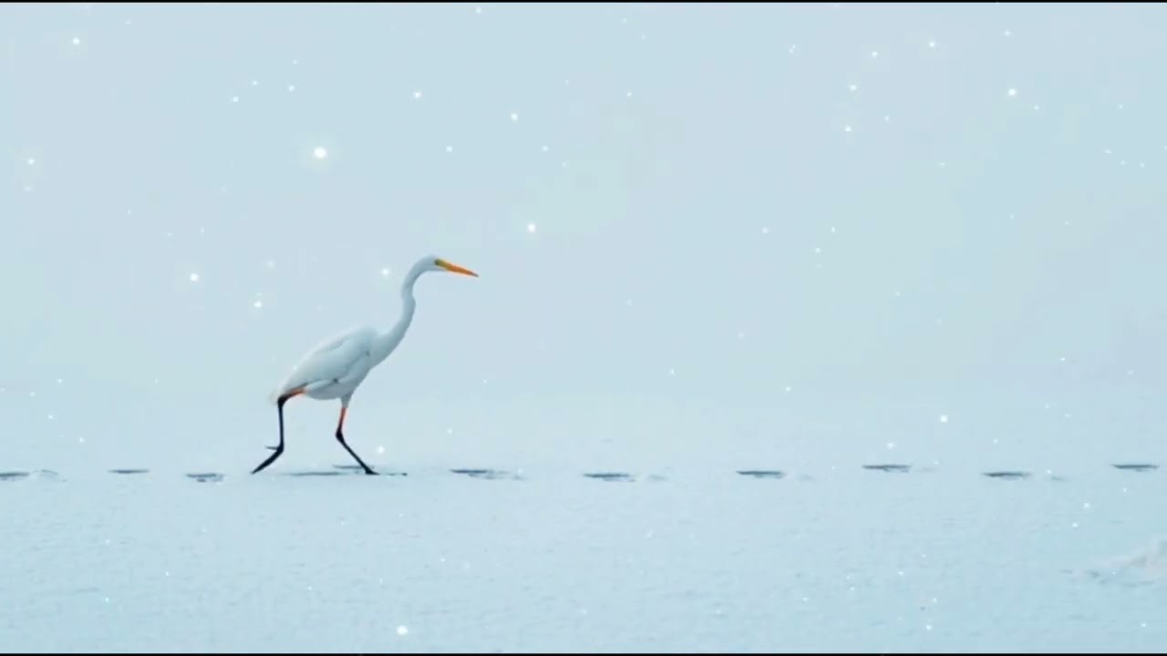 Lofi- ELEGANT WHITE HERON Walking in Snow ❄️🤍 Relaxing Winter Nature Ambience for Stress Relief