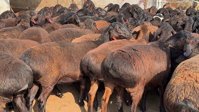 Porno: Er xotinining dugonasi bilan uxlaydi