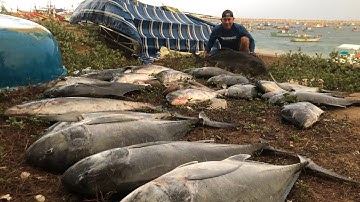 Tập 78: cuộc chiến cá bè quỵt Popping cá quỵt ( giant trevally ) tại giàn khoan bạch hổ