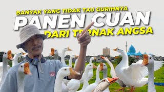 Ternak Angsa (Soang) Ternyata Hasilnya Mantap Luar Biasa ‼️