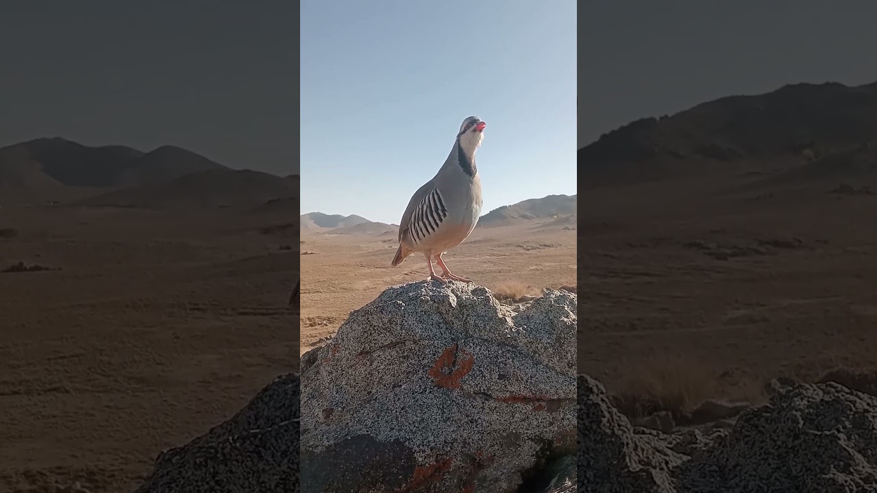 Chakor hunting sound