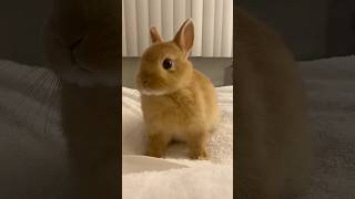 Netherland Dwarf: This Bunny Is Smaller Than Your Hand! 🐰💫 #bunny #rabbit  #animalfacts #wildlife